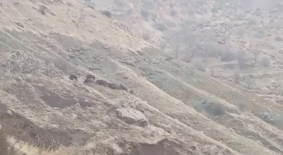 Diyarbakır&rsquo;da domuz s&uuml;r&uuml;s&uuml; g&ouml;r&uuml;nt&uuml;lendi
