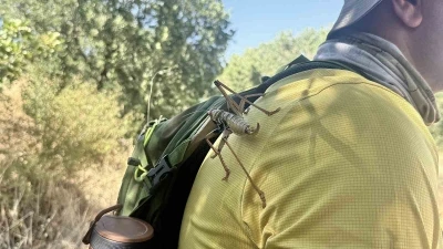 Diyarbakır&rsquo;da g&ouml;r&uuml;len et&ccedil;il &ccedil;ekirgeler boyutlarıyla dikkat &ccedil;ekti
