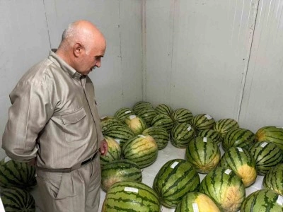 Diyarbakır’da karpuz yarışmasına sayılı günler kaldı