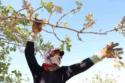 Diyarbakır’da mevsimlik işçilerin sıcak havada fıstık hasadı devam ediyor
