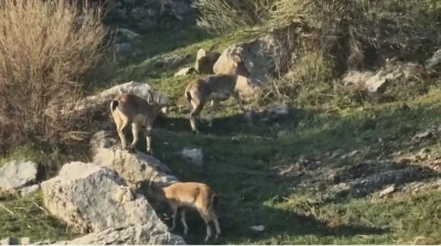 Diyarbakır&rsquo;da pop&uuml;lasyonu hızlı artan dağ ke&ccedil;ileri g&ouml;r&uuml;ld&uuml;
