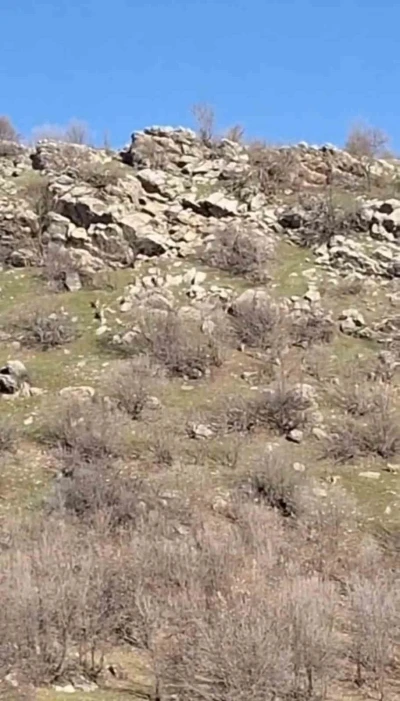 Diyarbakır&rsquo;da s&uuml;r&uuml; halinde dağ ke&ccedil;ileri g&ouml;r&uuml;nt&uuml;lendi
