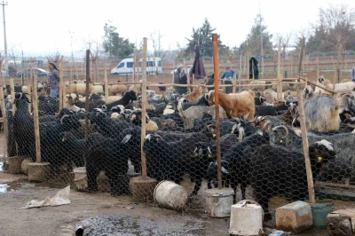 Diyarbakır&rsquo;da vatandaşlar sofralara bırakacağı eti canlı hayvan pazarından almayı tercih ediyor
