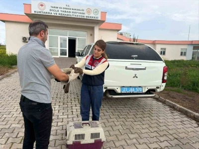Diyarbakır&rsquo;da yaralı bulunan şahin tedavi altına alındı
