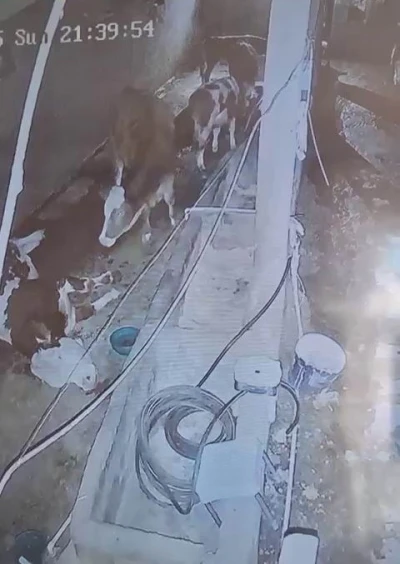 Diyarbakır’da yıldırım hayvan çiftliğine isabet etti: 3 inek telef oldu
