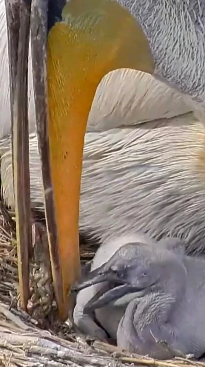 DKMP: &quot;Türkiye’nin kuş cenneti Manyas’ta, tepeli pelikanların yuvalarında hayat yeniden başlıyor&quot;
