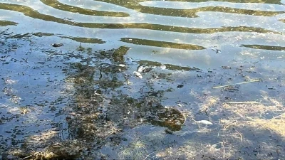 Doğa harikası G&ouml;lc&uuml;k Tabiat Parkı&rsquo;nda balık &ouml;l&uuml;mleri yaşandı
