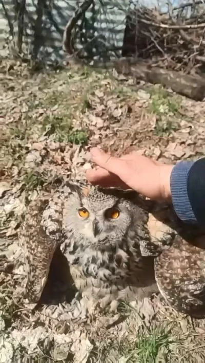 Doğada bulduğu puhu kuşunu &lsquo;fıstık&rsquo; diyerek sevdi
