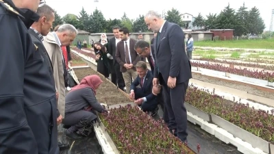 Doğadan tarlaya salep yolculuğu Samsun&rsquo;da b&uuml;y&uuml;yor
