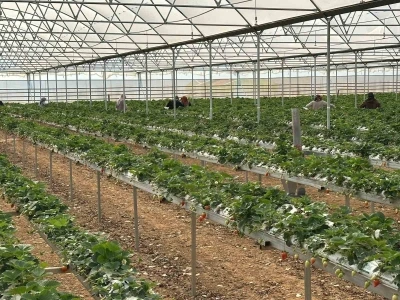 DOĞAKA&rsquo;nın desteklediği projede &ccedil;ilekler hasat edilmeye başlandı
