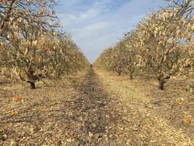 Doğan: &quot;Greyfurt üreticileri de destek kapsamına alınmalıdır&quot;
