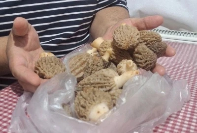 Doğanın &rsquo;Et lezzeti&rsquo; Kuzug&ouml;beği sofralarda
