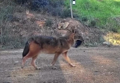 Doğanın sert y&uuml;z&uuml;: &Ccedil;akal ağzında domuz bacağıyla g&ouml;r&uuml;nt&uuml;lendi
