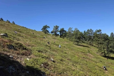 Doğanın şifa kaynağı Likarpa, Gümüşhane’de şenliğe dönüştü
