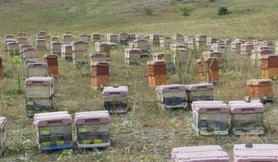 Doğu Karadeniz’de arıcılık alarm veriyor
