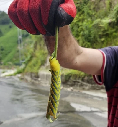 Doğu Karadeniz&rsquo;in b&ouml;ceklerle imtihanı
