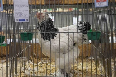 Doğu ve Güneydoğu’nun en güzel horoz ve tavukları belli oldu
