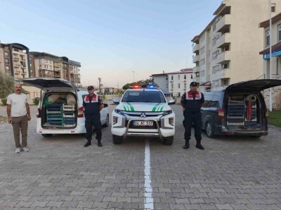 Doğubayazıt’ta kaçak kurbağa avcılığına jandarma operasyonu
