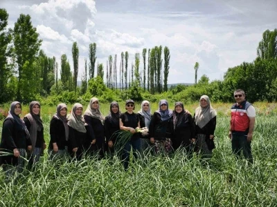 Domani&ccedil; Sarımsağı coğrafi işaret yolunda
