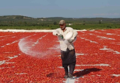 Domates kurutma alanlarında görsel şölen
