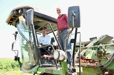Domatesin başkenti Karacabey’de hasat sezonu sürüyor
