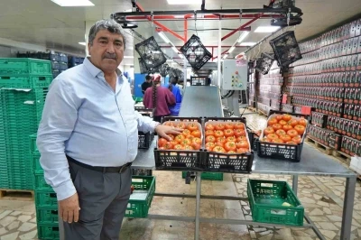 Domateste &uuml;retim planlaması fiyat dengesinin anahtarı
