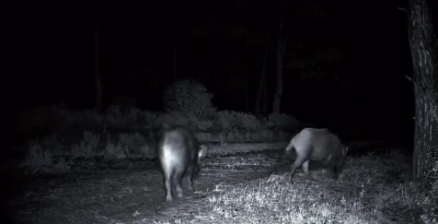Domuz s&uuml;r&uuml;s&uuml; fotokapana yakalandı

