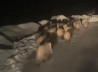 Domuz s&uuml;r&uuml;s&uuml; k&ouml;ye indi
