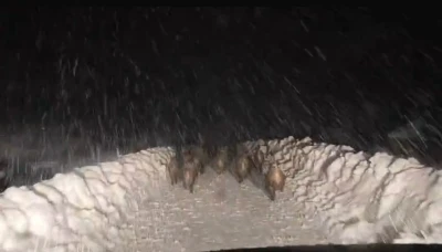 Domuz s&uuml;r&uuml;s&uuml; yol a&ccedil;ma &ccedil;alışması yapan ekibin &ouml;n&uuml;nde ilerledi
