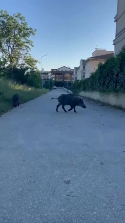 Domuzlar yerleşim yerine inerek yiyecek aradı
