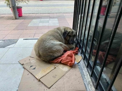 Dondurucu soğuk sokak hayvanlarının yaşamını zorlaştırdı
