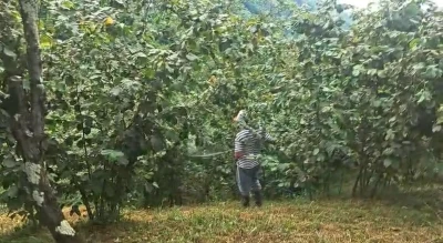 ‘Drakula’ bahçeleri kuruttu, 4 bin 100 dekar alandaki fındık ağaçları söküldü
