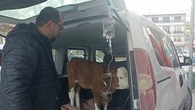 Dumandan zehirlenen 6 g&uuml;nl&uuml;k buzağıya bagajda acil m&uuml;dahale
