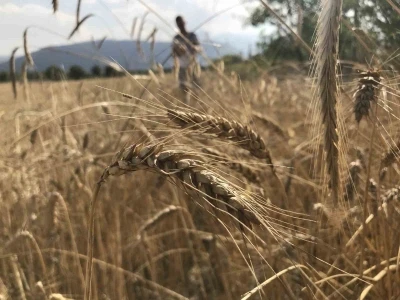 Dünya tahıl arzında rekor beklenti: 3 milyar tonu geçebilir
