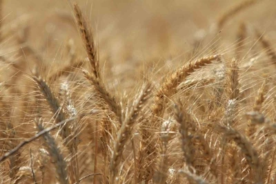 D&uuml;nya tahıl &uuml;retiminde 133 milyon ton artışla rekor bekleniyor
