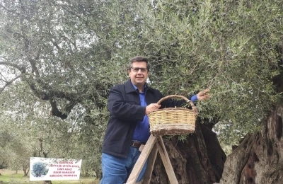 Dünya zeytin ağacı günü Manisa’da buruk geçti
