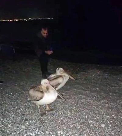Dünyaca ünlü sahilde pelikan şaşkınlığı
