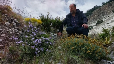 D&uuml;nyada sadece Aydın&rsquo;da yetişen &rsquo;K&uuml;&ccedil;&uuml;k &Ccedil;an&rsquo; yok olma tehlikesiyle karşı karşıya
