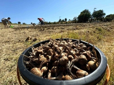 Dünyanın en pahallı baharatı Safran toprakla buluşuyor
