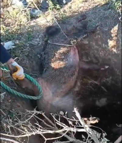 D&uuml;şt&uuml;ğ&uuml; &ccedil;ukurda mahsur kalan yaban domuzunu vatandaşlar kurtardı
