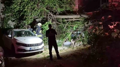 Dut ağacı park halindeki ara&ccedil;ların &uuml;zerine devrildi, faciadan d&ouml;n&uuml;ld&uuml;
