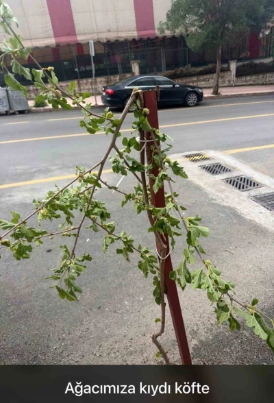 Dut ağacının taze dalını kırmakla yetinmeyip d&ouml;n&uuml;p yemeye başladı

