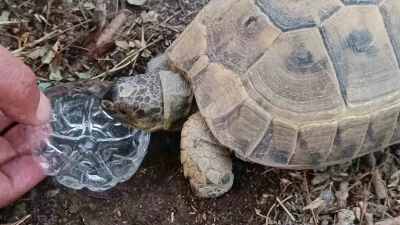 Duyarlı vatandaştan yüreklere dokunan hareket: Kaplumbağaya gözyaşları içinde su içirdi
