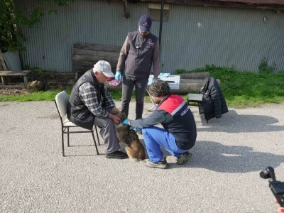 Düzce’de 175 köpek yerinde sahiplendirildi
