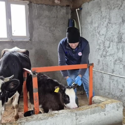 D&uuml;zce&rsquo;de ekipler hayvan sağlığı i&ccedil;in sahada
