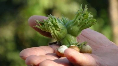 D&uuml;zce&rsquo;de fındık ihra&ccedil; rakamları ge&ccedil;en yılın gerisinde kaldı
