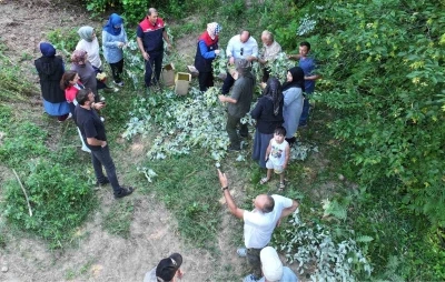 D&uuml;zce&rsquo;de ıhlamur hasadı başladı
