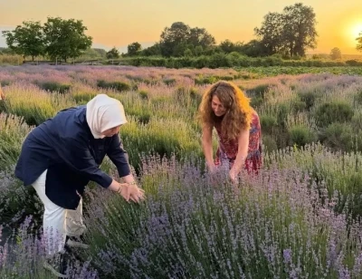 D&uuml;zce&rsquo;de lavanta hasadı başladı
