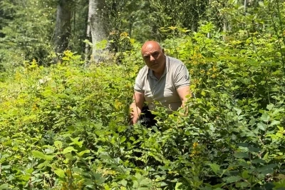 D&uuml;zce&rsquo;de ormanlarda gen&ccedil;lik bakım &ccedil;alışmaları s&uuml;r&uuml;yor
