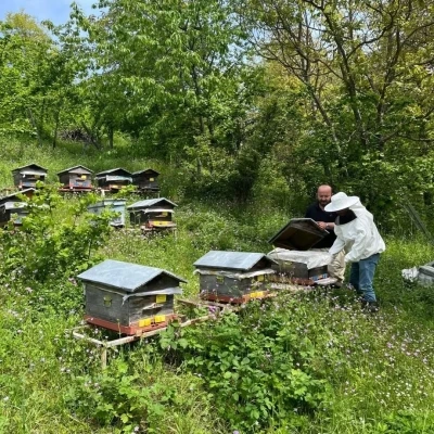 D&uuml;zce&rsquo;de yıllık 502 ton &uuml;retiliyor
